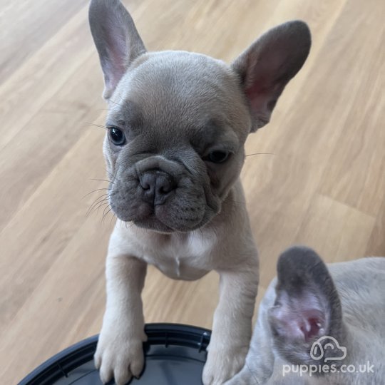 French Bulldog - Both