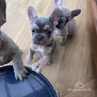 French Bulldog - Both