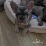 French Bulldog - Both