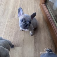 French Bulldog - Both