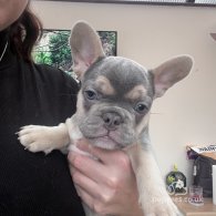 French Bulldog - Both