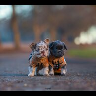 French Bulldog - Both