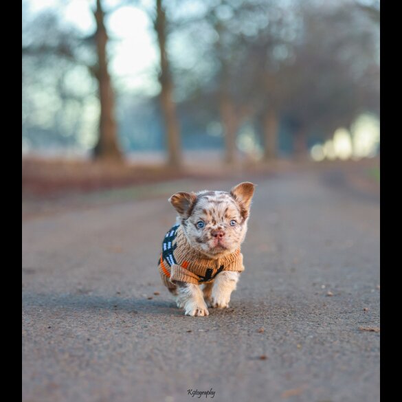 French Bulldog - Both