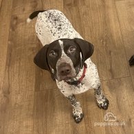 German Pointer - Both