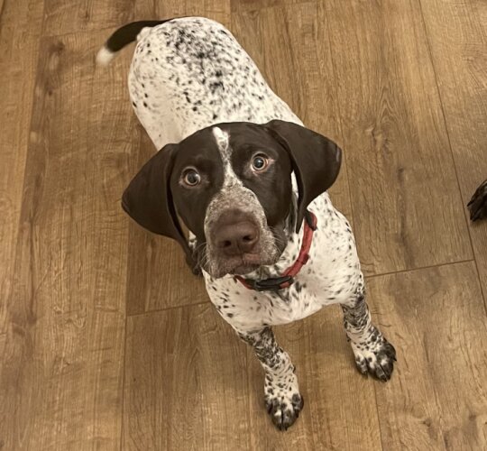 German Pointer