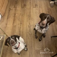 German Pointer - Both