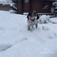 German Pointer - Both