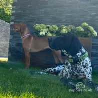 German Pointer