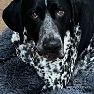 German Pointer