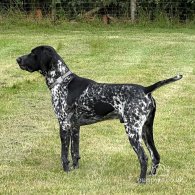 German Pointer