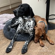 German Pointer