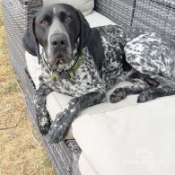 German Pointer