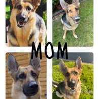 German Shepherd (Alsatian) - Both