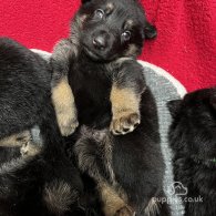 German Shepherd (Alsatian) - Both