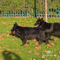 German Shepherd (Alsatian) - Both