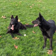 German Shepherd (Alsatian) - Both