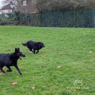 German Shepherd (Alsatian) - Both