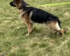 German Shepherd (Alsatian)