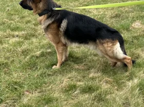 German Shepherd (Alsatian)