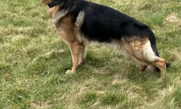 German Shepherd (Alsatian)