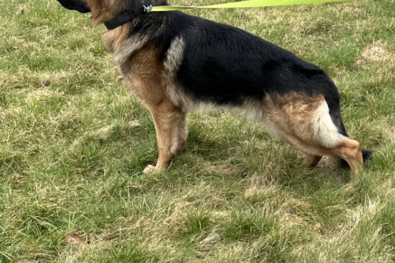 German Shepherd (Alsatian)