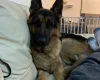 German Shepherd (Alsatian)