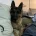 German Shepherd (Alsatian)
