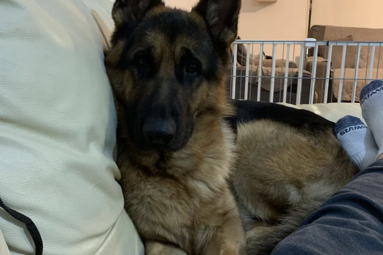 German Shepherd (Alsatian)