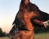 German Shepherd (Alsatian)