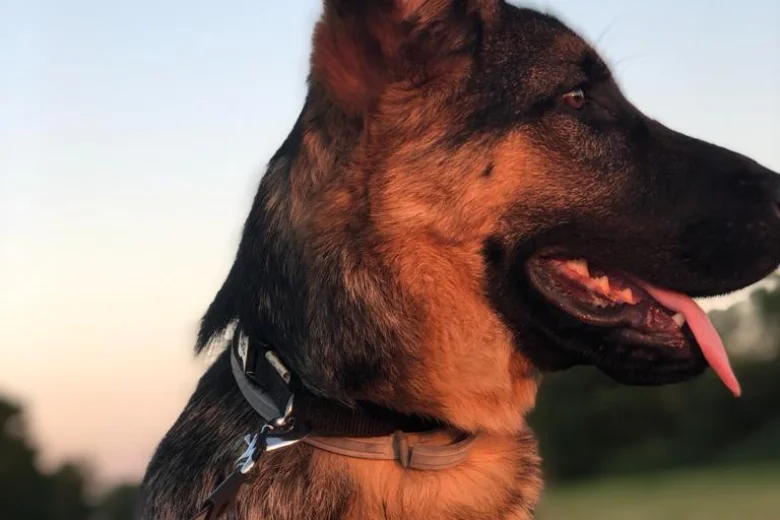 German Shepherd (Alsatian)