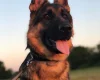 German Shepherd (Alsatian)