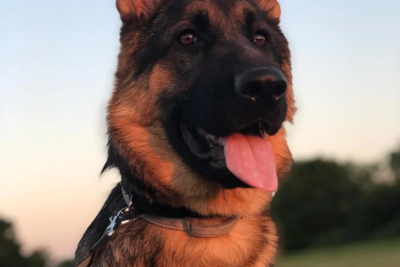 German Shepherd (Alsatian)