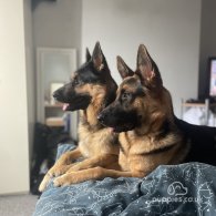 German Shepherd (Alsatian) - Bitches