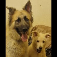 German Shepherd (Alsatian) - Dogs