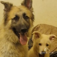 German Shepherd (Alsatian) - Dogs