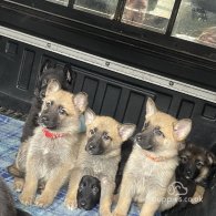 German Shepherd (Alsatian) - Both