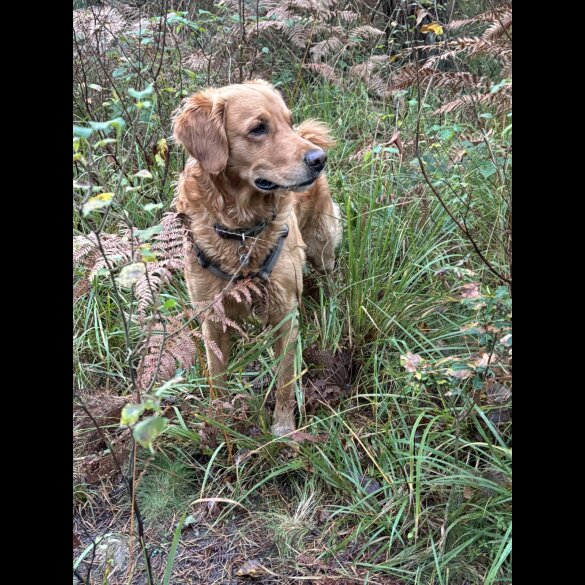 Golden Retriever