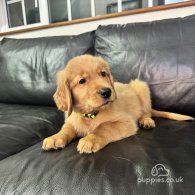 Golden Retriever - Both