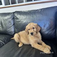 Golden Retriever - Both