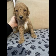 Goldendoodle - Dogs