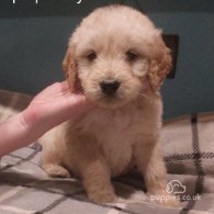 Goldendoodle - Both