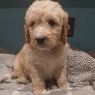 Goldendoodle - Both