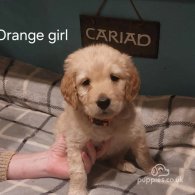 Goldendoodle - Both