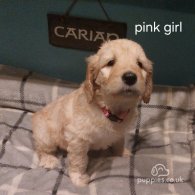 Goldendoodle - Both