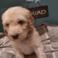 Goldendoodle - Both