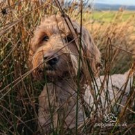 Goldendoodle - Both