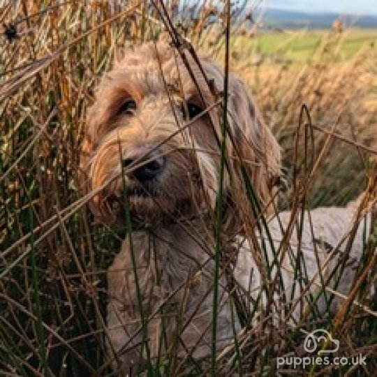 Goldendoodle - Both