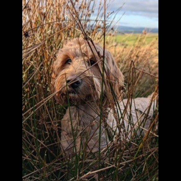 Goldendoodle - Both