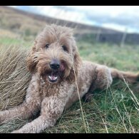 Goldendoodle - Both