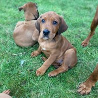 Hungarian Vizsla - Both